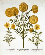 African Marigold and French Marigolds, from 'Hortus Eystettensis', by Basil Besler (1561-1629), pub.