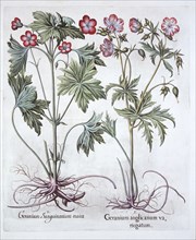 Bloody Cranesbill and Bigroot Cranesbill, from 'Hortus Eystettensis', by Basil Besler (1561-1629), p