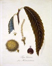 Fagus Castanea, 1803-1805.