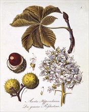 Aesculus Hippocastanum, 1803-1805.