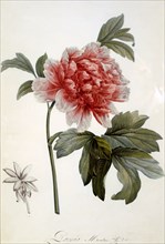 Paeonia Moutan, 1799.