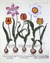 Five Tulips, from 'Hortus Eystettensis', by Basil Besler (1561-1629), pub. 1613 (hand-coloured engra