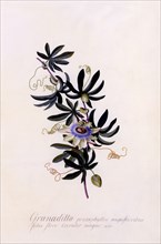 Passiflora "Granadilla", c. 1745 (hand coloured engraving). Creator: "Georg Dionysius Ehret (1710 - 70); Ehret, Georg Dionysius (1710-1770)".