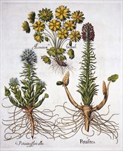 Butterburs and Winter Aconite, from 'Hortus Eystettensis', by Basil Besler (1561-1629), pub. 1613 (h