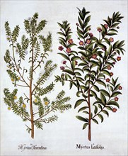 Myrtle Varieties, from 'Hortus Eystettensis', by Basil Besler (1561-1629), pub. 1613 (hand-coloured