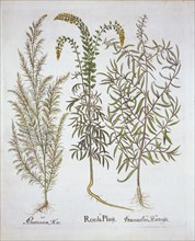 Mignonette, Southernwood, and Tarragon, from 'Hortus Eystettensis', by Basil Besler (1561-1629), pub