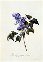 The deep-purple Lilac. Creator: "Georg Dionysius Ehret (1710 - 70); Ehret, Georg Dionysius (1710-1770)".