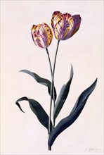 Tulip, c. 1744 (hand coloured engraving). Creator: "Georg Dionysius Ehret (1710 - 70); Ehret, Georg Dionysius (1710-1770)".