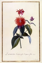 Oswego Tea Plant, c 1740 (hand coloured engraving). Creator: "Georg Dionysius Ehret (1710 - 70); Ehret, Georg Dionysius (1710-1770)".