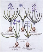 Varieties of Hyacinth with Bulb, from 'Hortus Eystettensis', by Basil Besler (1561-1629), pub. 1613