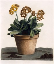 Auricula in a Pot, c. 1840's.