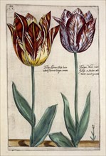 Tulipa Adriani Bilsi and Tulipa Nob viri Johan a Seulen,  c.1614.