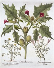 Thorn Apple, Germander and Purple Toadflax, from 'Hortus Eystettensis', by Basil Besler (1561-1629),