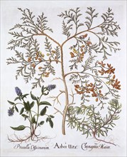 White Cedar, A Self-Heal and Yellow Bugle, from 'Hortus Eystettensis', by Basil Besler (1561-1629),