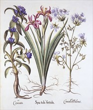 Stinking Iris, Orlaya, and Crosswort Gentian, from 'Hortus Eystettensis', by Basil Besler (1561-1629