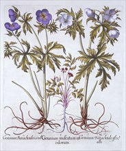 Variations of Geranium, from 'Hortus Eystettensis', by Basil Besler (1561-1629), pub. 1613 (hand-col