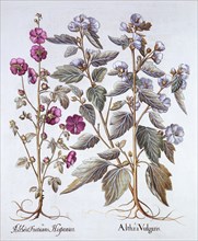Two Mallow Varieties, from 'Hortus Eystettensis', by Basil Besler (1561-1629), pub. 1613 (hand-colou