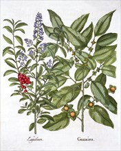 Guaiacum and Chinese Privet, from 'Hortus Eystettensis', by Basil Besler (1561-1629), pub. 1613 (han