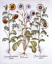 Oxe Eye Daisy and Crown Daisy, from 'Hortus Eystettensis', by Basil Besler (1561-1629), pub. 1613 (h
