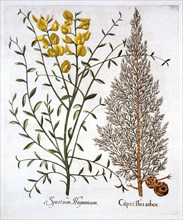 Italian Cypress and Spanish Broom, from 'Hortus Eystettensis', by Basil Besler (1561-1629), pub. 161