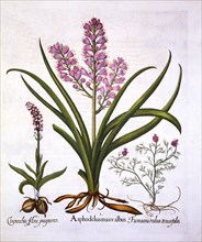 Asphodel, Burnt Orchid and Fumaria Spicata, from 'Hortus Eystettensis', by Basil Besler (1561-1629),
