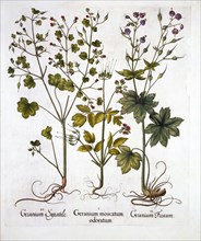 Hardy Geraniums, from 'Hortus Eystettensis', by Basil Besler (1561-1629), pub. 1613 (hand-coloured e