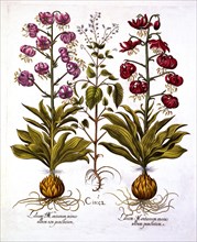 Turk's Cap Lily and Enchanter's Nightshade, from 'Hortus Eystettensis', by Basil Besler (1561-1629),