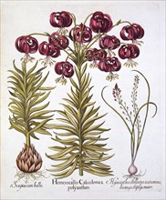 Scarlet Turk's Cap Lily and Scilla Autumnalis, from 'Hortus Eystettensis', by Basil Besler (1561-162