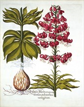 Turk's Cap Lily, from 'Hortus Eystettensis', by Basil Besler (1561-1629), pub. 1613 (hand-coloured e