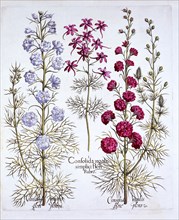 Varieties of Larkspur, from 'Hortus Eystettensis', by Basil Besler (1561-1629), pub. 1613 (hand-colo