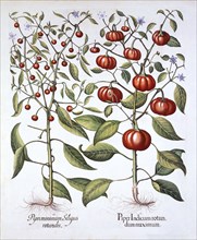 Chili Pepper [Nightshade Family], from 'Hortus Eystettensis', by Basil Besler (1561-1629), pub. 1613