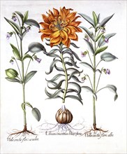 Fire Lily and Viola, from 'Hortus Eystettensis', by Basil Besler (1561-1629), pub. 1613 (hand-colour