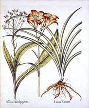Red-Yellow Day Lily and Groundsel, from 'Hortus Eystettensis', by Basil Besler (1561-1629), pub. 161
