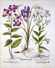 Dame's Violet and a Field Iris, from 'Hortus Eystettensis', by Basil Besler (1561-1629), pub. 1613 (
