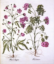 Musk Mallow, from 'Hortus Eystettensis', by Basil Besler (1561-1629), pub. 1613 (hand-coloured engra