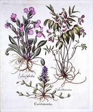 Creeping Bugle, Spring Vetch and Red Campion, from 'Hortus Eystettensis', by Basil Besler (1561-1629