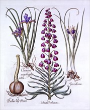 Persian Lily and Irises, from 'Hortus Eystettensis', by Basil Besler (1561-1629), pub. 1613 (hand-co
