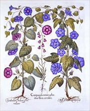 Harebell and Convovulus, from 'Hortus Eystettensis', by Basil Besler (1561-1629), pub. 1613 (hand-co