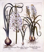 Late Hyacinth and Star-Of-Bethlehem, from 'Hortus Eystettensis', by Basil Besler (1561-1629), pub. 1