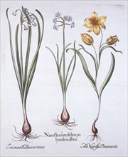 Narcissus, Tulip and Summer Snowflake, from 'Hortus Eystettensis', by Basil Besler (1561-1629), pub.