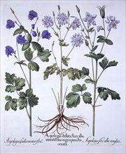 Aquilegia, from 'Hortus Eystettensis', by Basil Besler (1561-1629), pub. 1613 (hand-coloured engravi