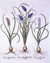 Grape Hyacinths, from 'Hortus Eystettensis', by Basil Besler (1561-1629), pub. 1613 (hand-coloured e