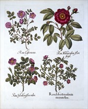 Four variets of Dog Rose, from 'Hortus Eystettensis', by Basil Besler (1561-1629), pub. 1613 (hand-c