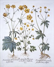 Three Varieties of Buttercup, from 'Hortus Eystettensis', by Basil Besler (1561-1629), pub. 1613 (ha