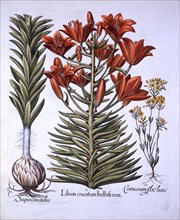 Orange Lily with Bulbils and Bulbs, Late-Blooming Blackstoria, from 'Hortus Eystettensis', by Basil