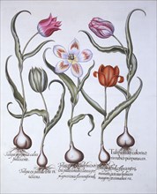 Varieties of Tulip, from 'Hortus Eystettensis', by Basil Besler (1561-1629), pub. 1613 (hand-coloure