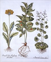 Hippoglossum, Cowslip and Sanicle/Snakeroot, from 'Hortus Eystettensis', by Basil Besler (1561-1629)