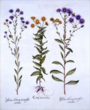 Horseweed/Butterweed/Fleabane and European Michaelmas Daisies, from 'Hortus Eystettensis', by Basil