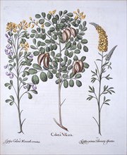 Colutea Tree and Cytisus Varieties, from 'Hortus Eystettensis', by Basil Besler (1561-1629), pub. 16