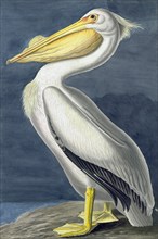 American White Pelican, Pelecanus Erythrorhynchos, 1845.